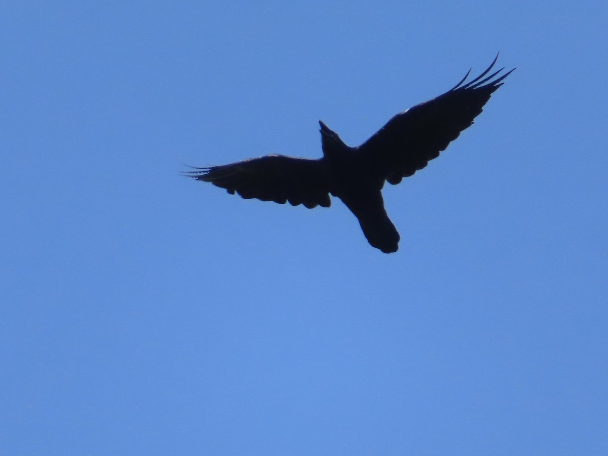 Common Raven - ML639991645