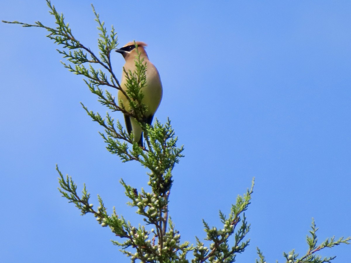 Cedar Waxwing - ML639991660