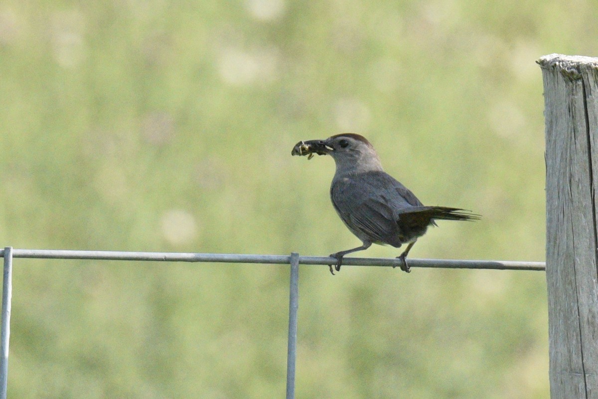 Gray Catbird - ML639991662