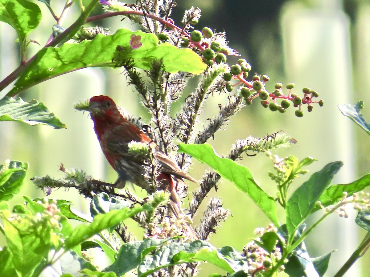 House Finch - ML639991665