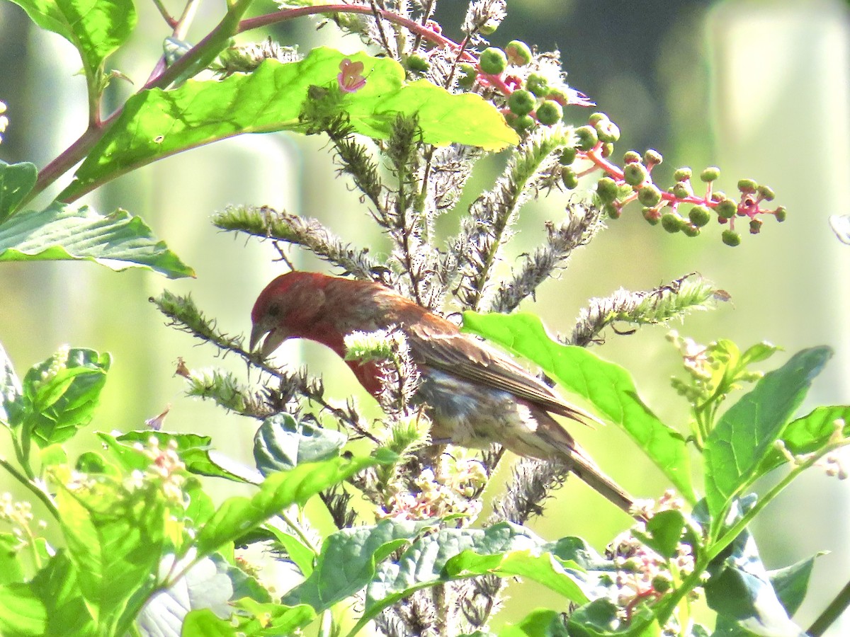 House Finch - ML639991666