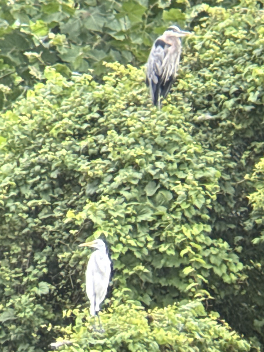egretthegre - ML639991672