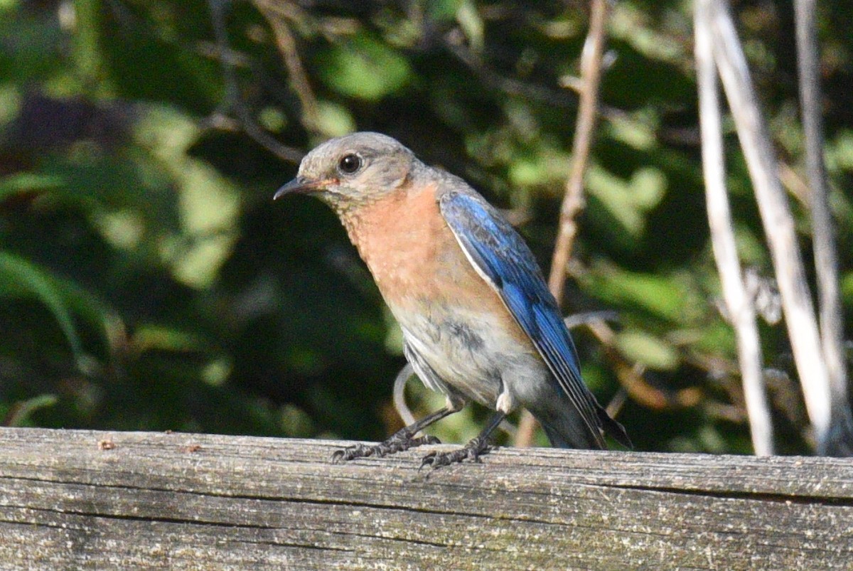 Eastern Bluebird - ML639991673