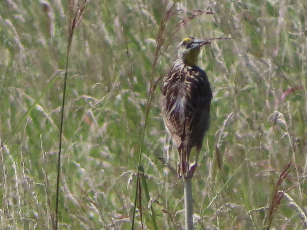 Eastern Meadowlark - ML639991689