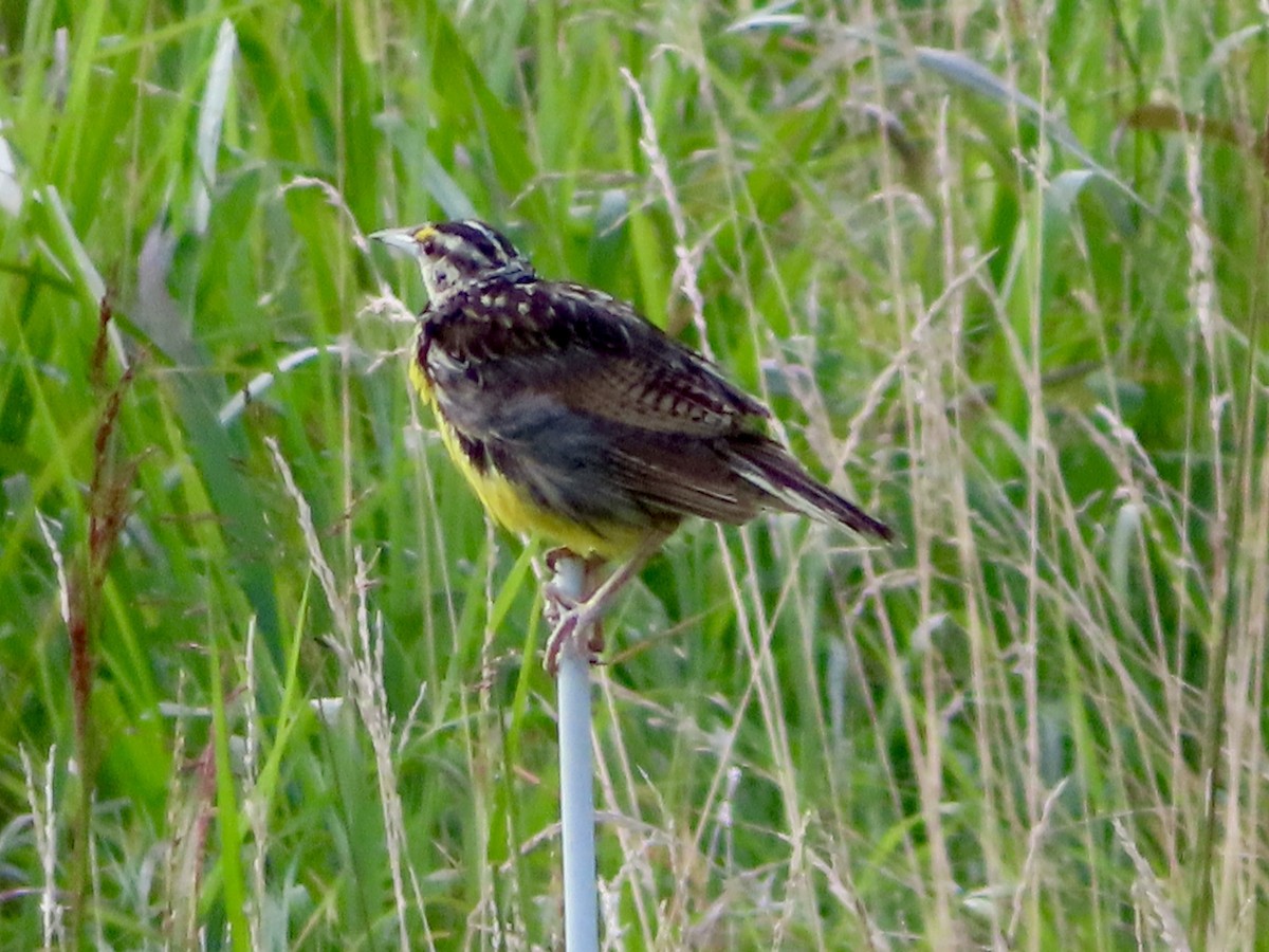 Eastern Meadowlark - ML639991691