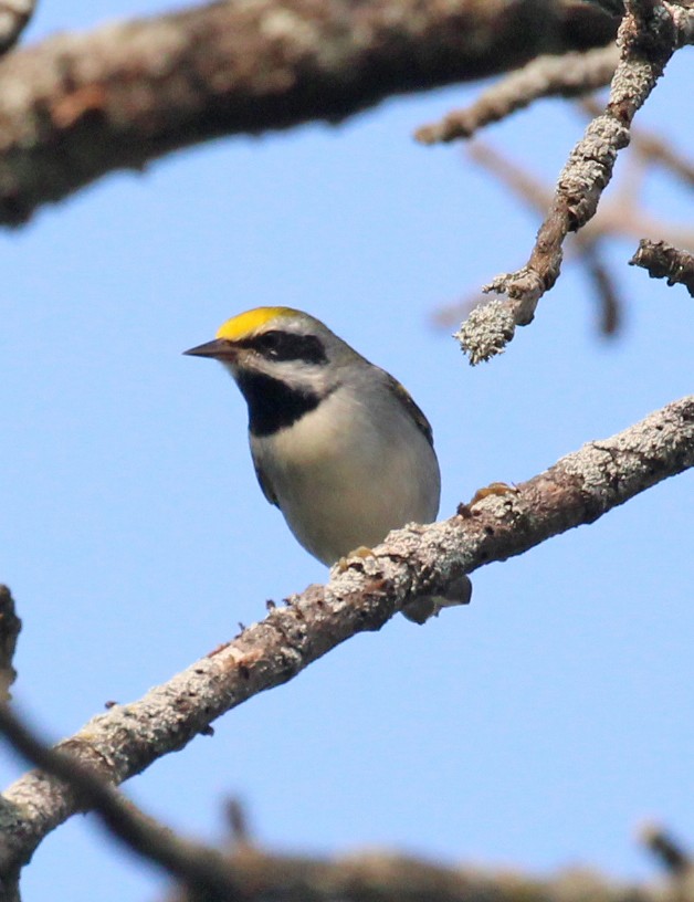 Golden-winged Warbler - ML639991692
