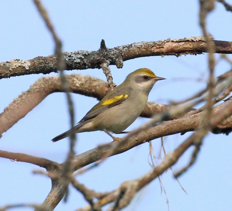 Golden-winged Warbler - ML639991693