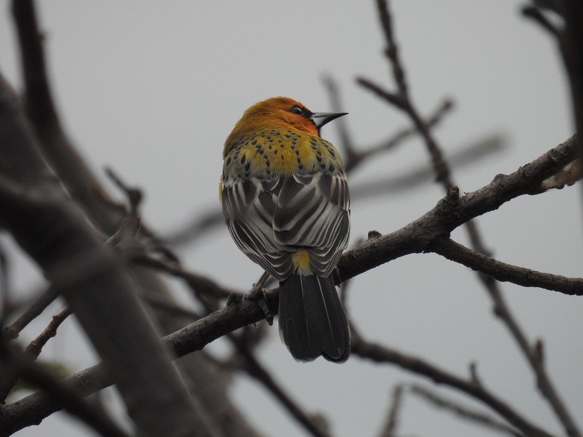 Streak-backed Oriole - ML639991697