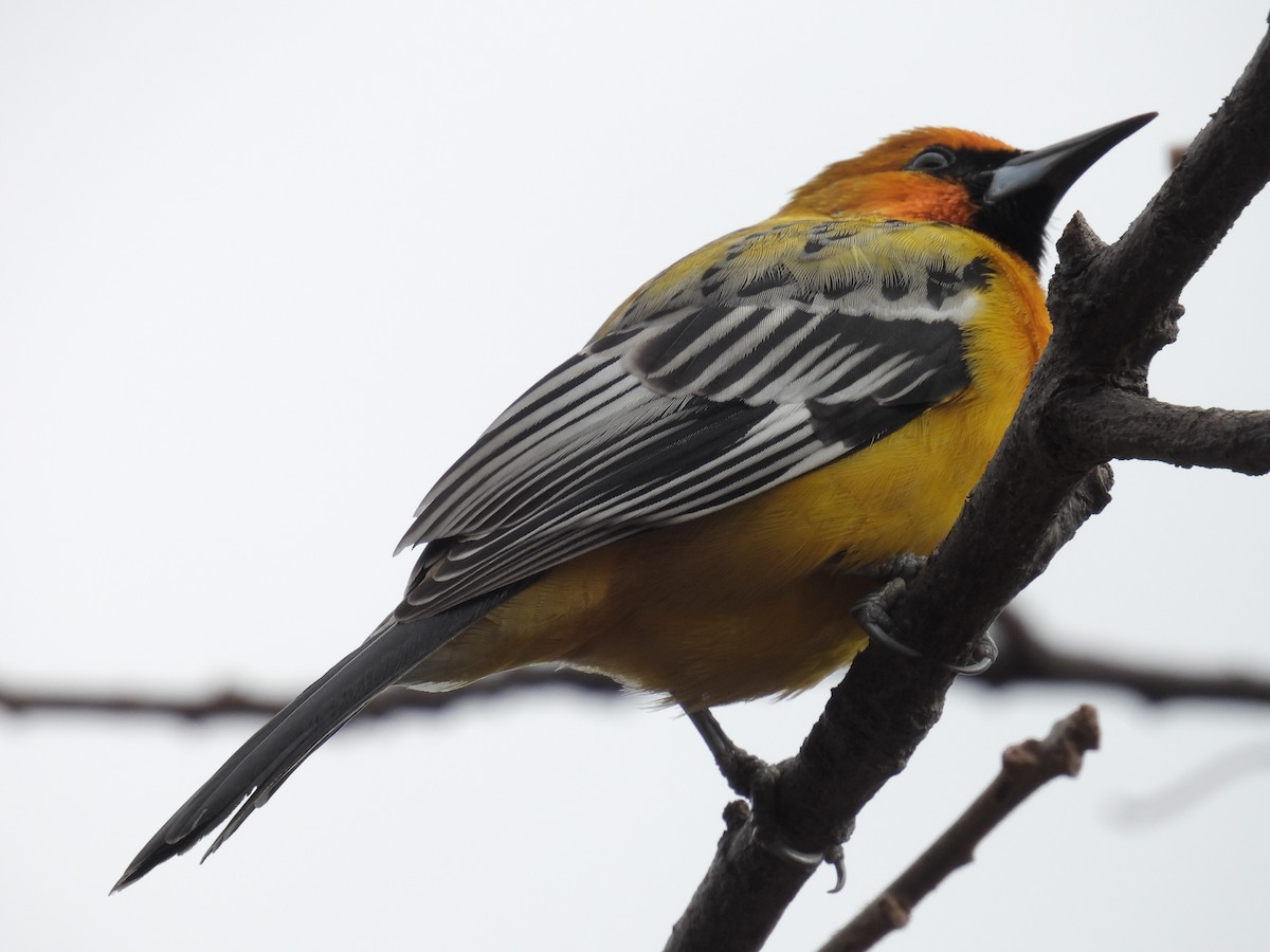 Streak-backed Oriole - ML639991698