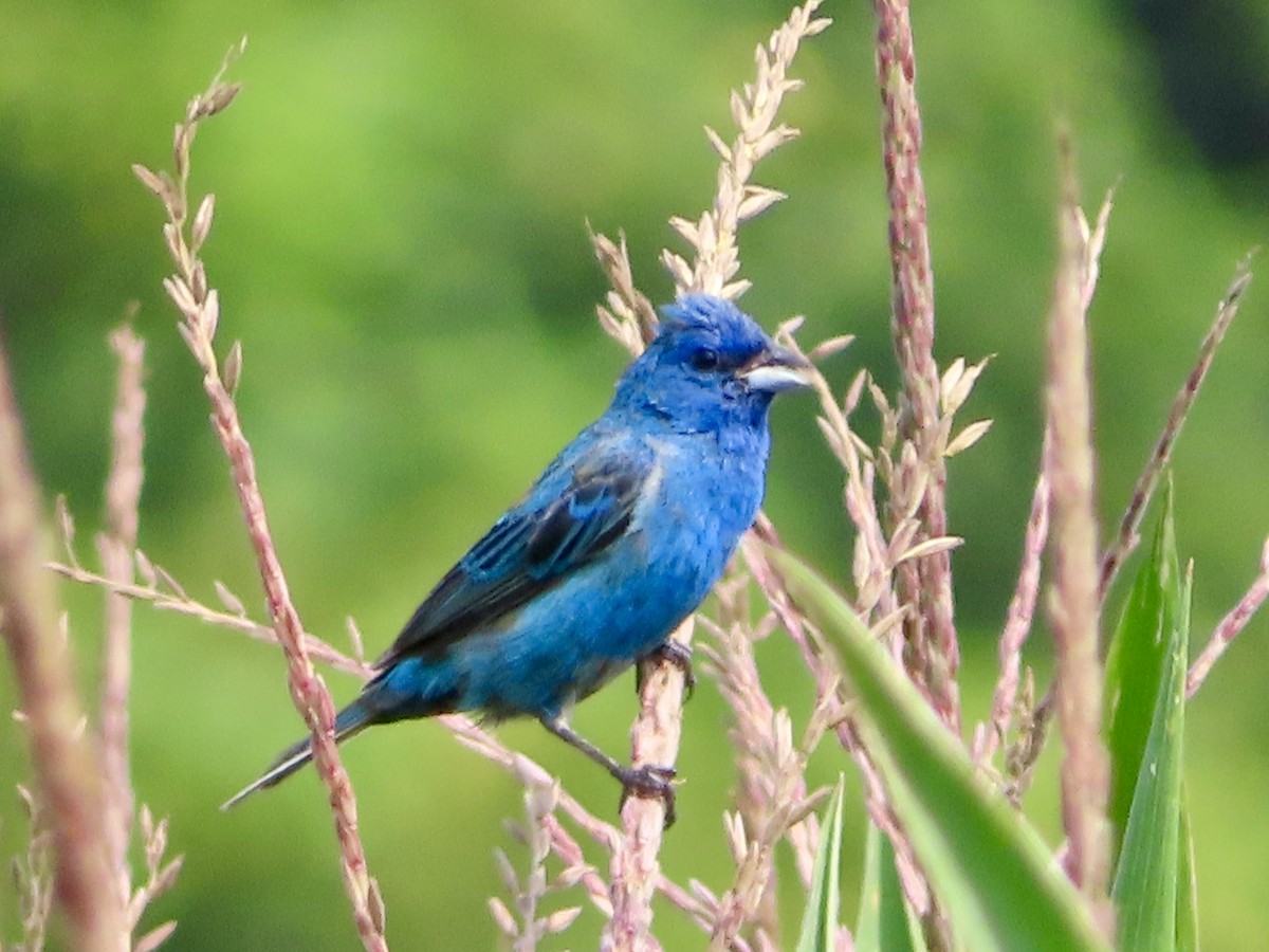 Indigo Bunting - ML639991703