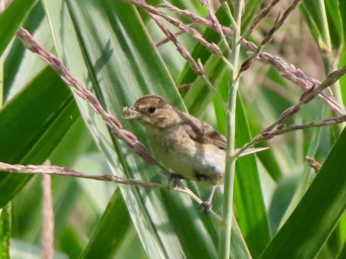 Indigo Bunting - ML639991704