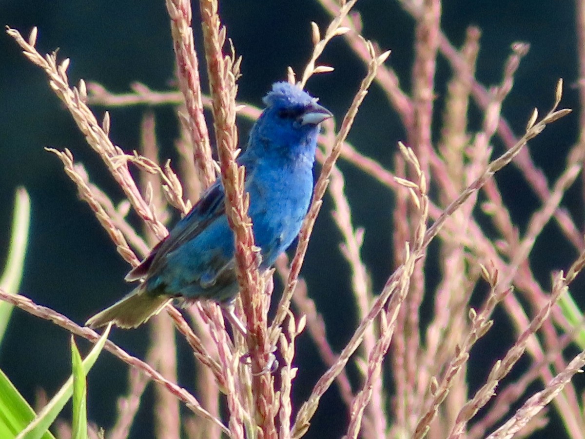 Indigo Bunting - ML639991705