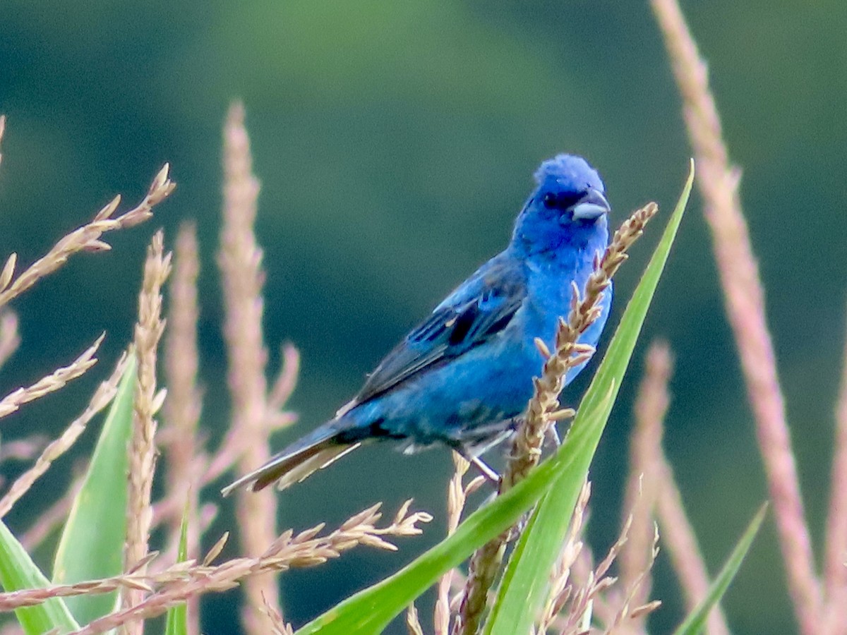 Indigo Bunting - ML639991707