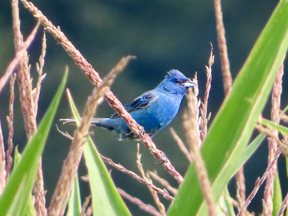Indigo Bunting - ML639991708