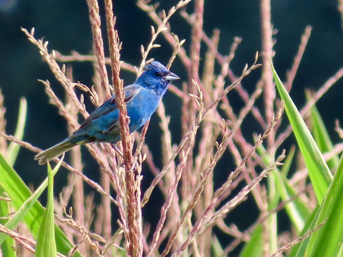 Indigo Bunting - ML639991709