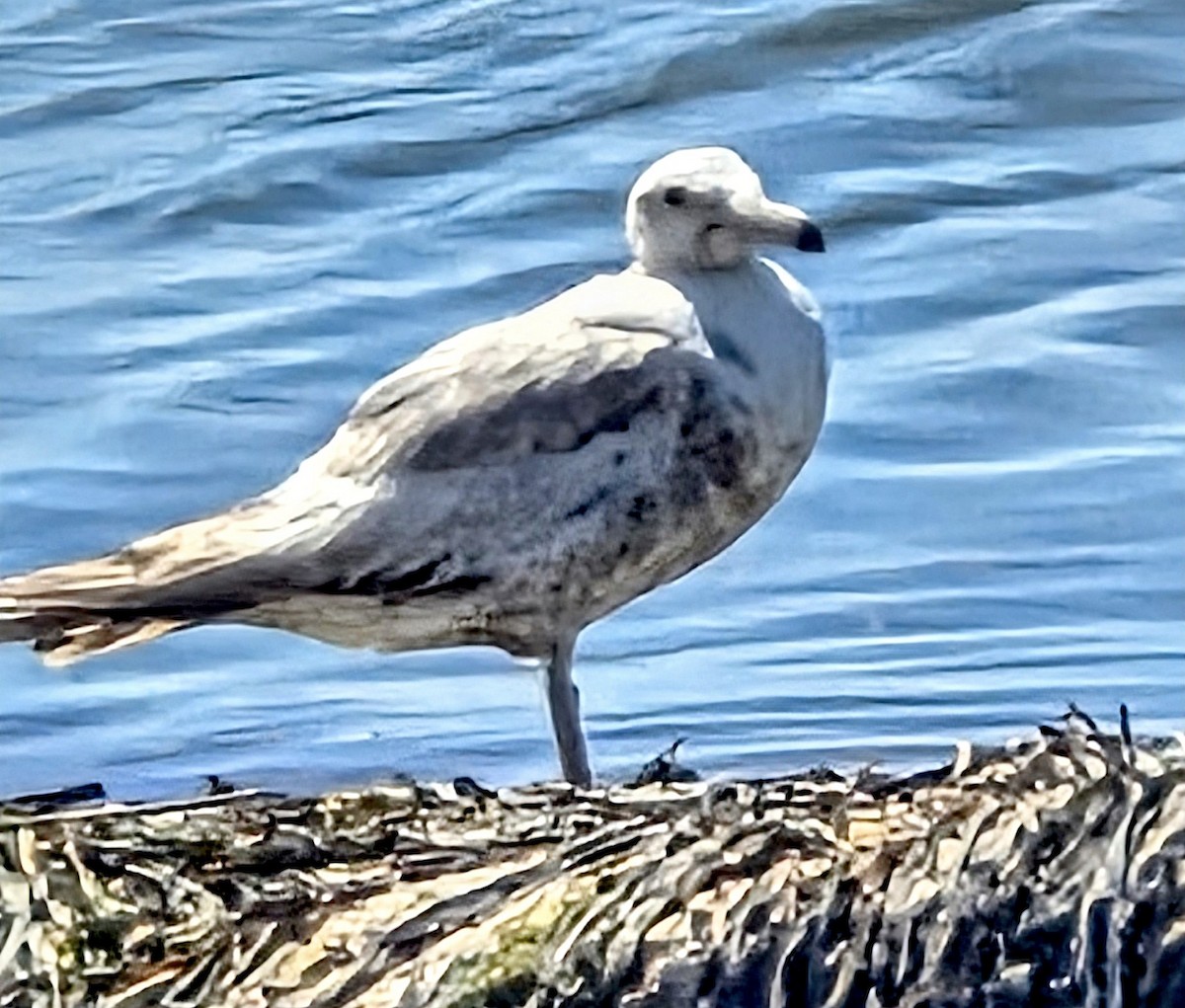 California Gull - ML639991719