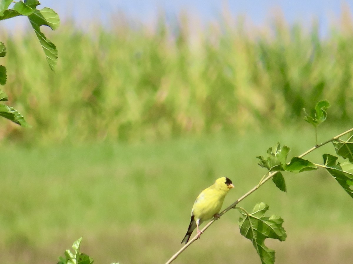 American Goldfinch - ML639991720