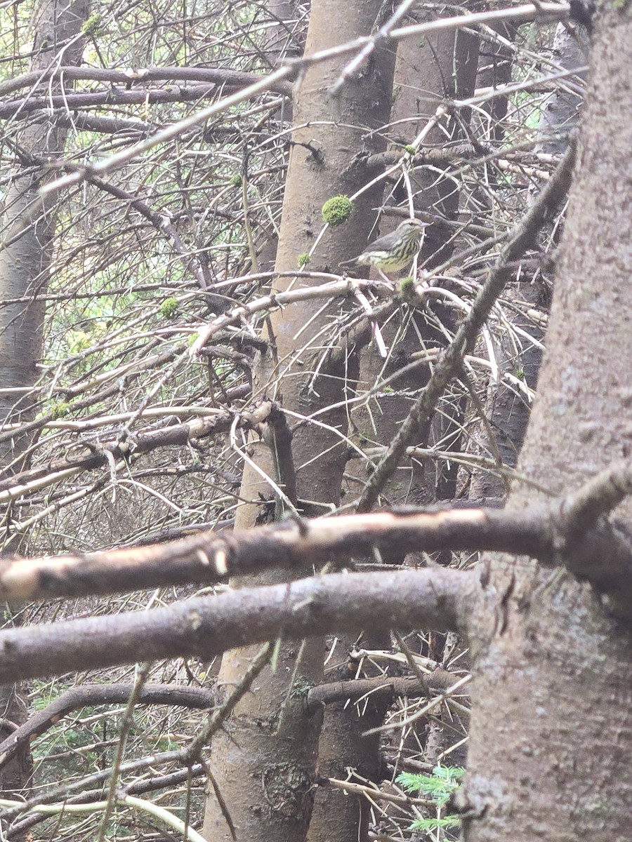Northern Waterthrush - ML639991722