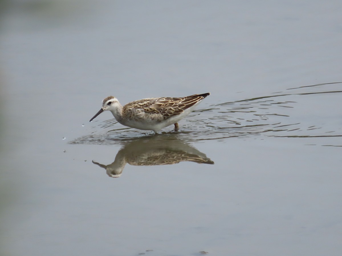 Wilson's Phalarope - Christopher Hollister