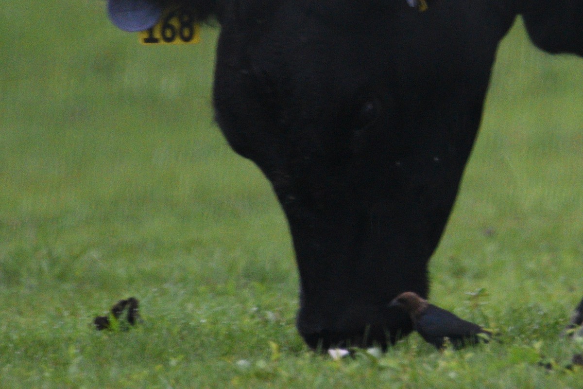 Brown-headed Cowbird - ML639991763