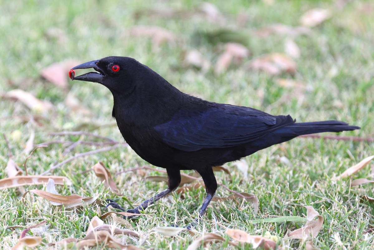 Bronzed Cowbird - ML639991797