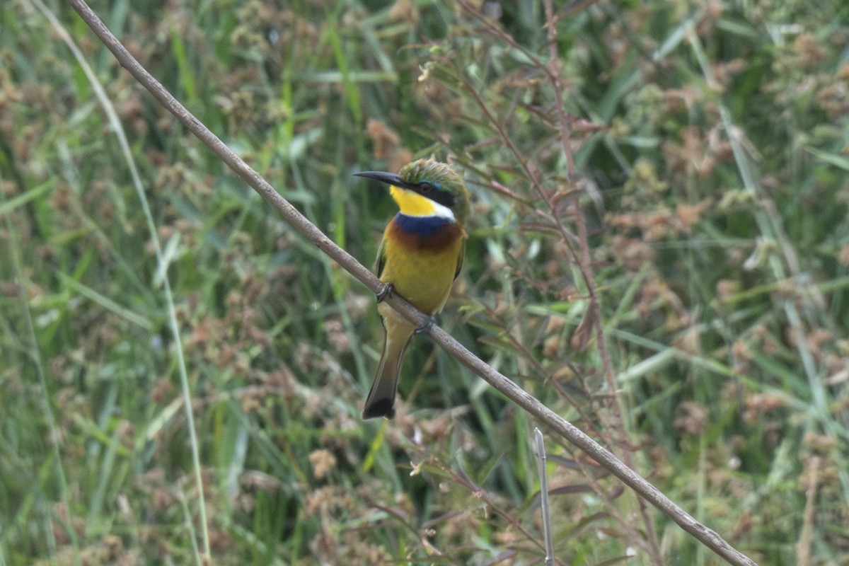 Blue-breasted Bee-eater - ML639991805