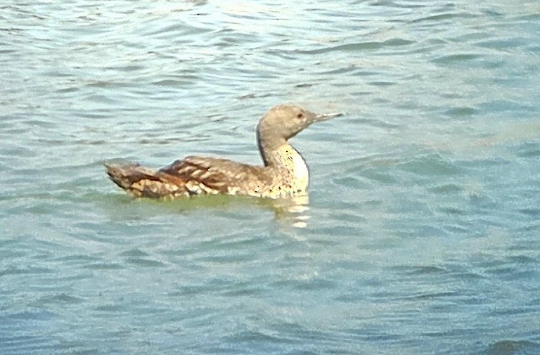 Red-throated Loon - ML639991811