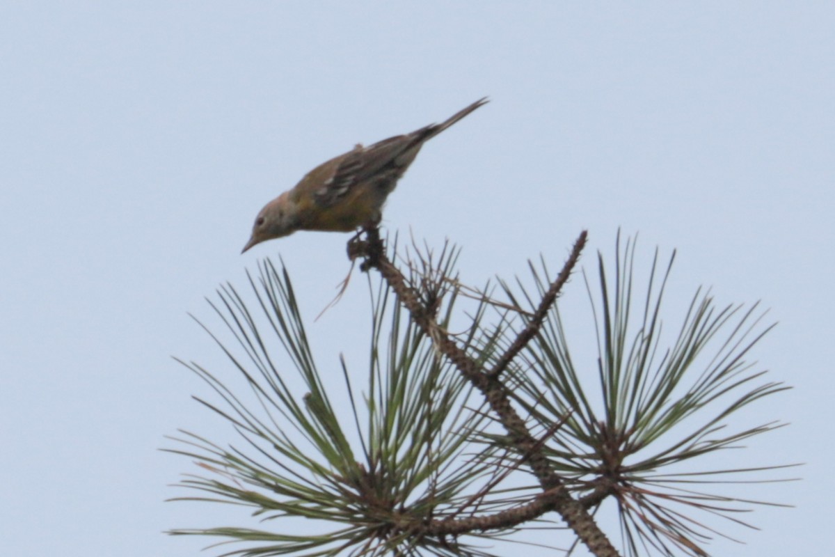 Pine Warbler - ML639991832