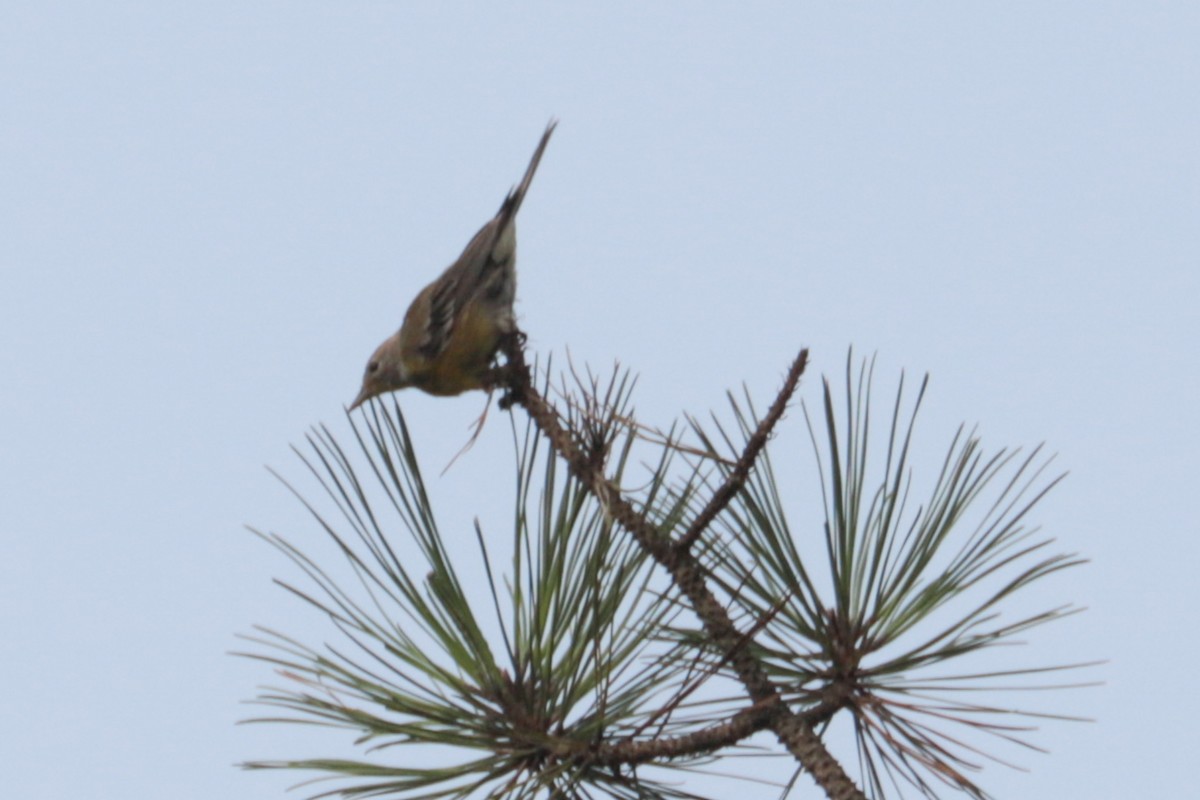 Pine Warbler - ML639991833