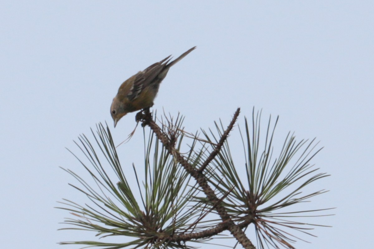 Pine Warbler - ML639991834