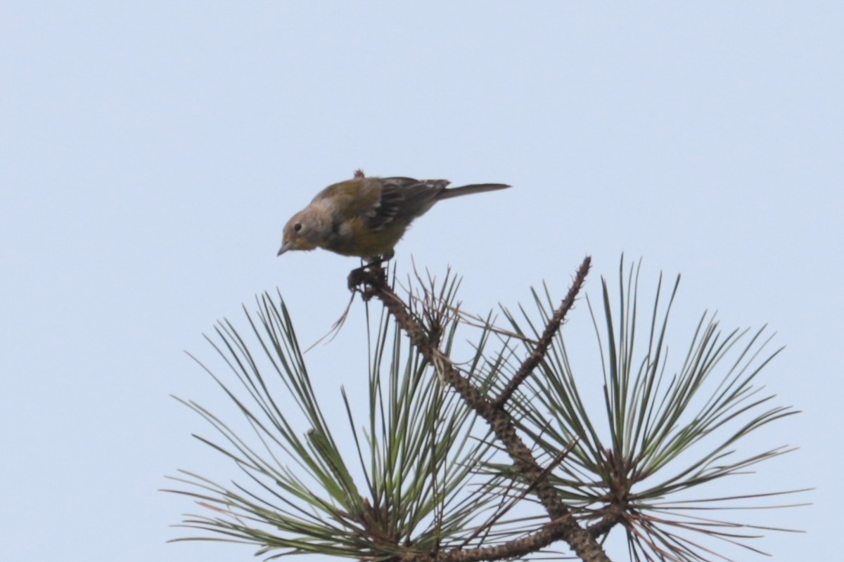 Pine Warbler - ML639991835
