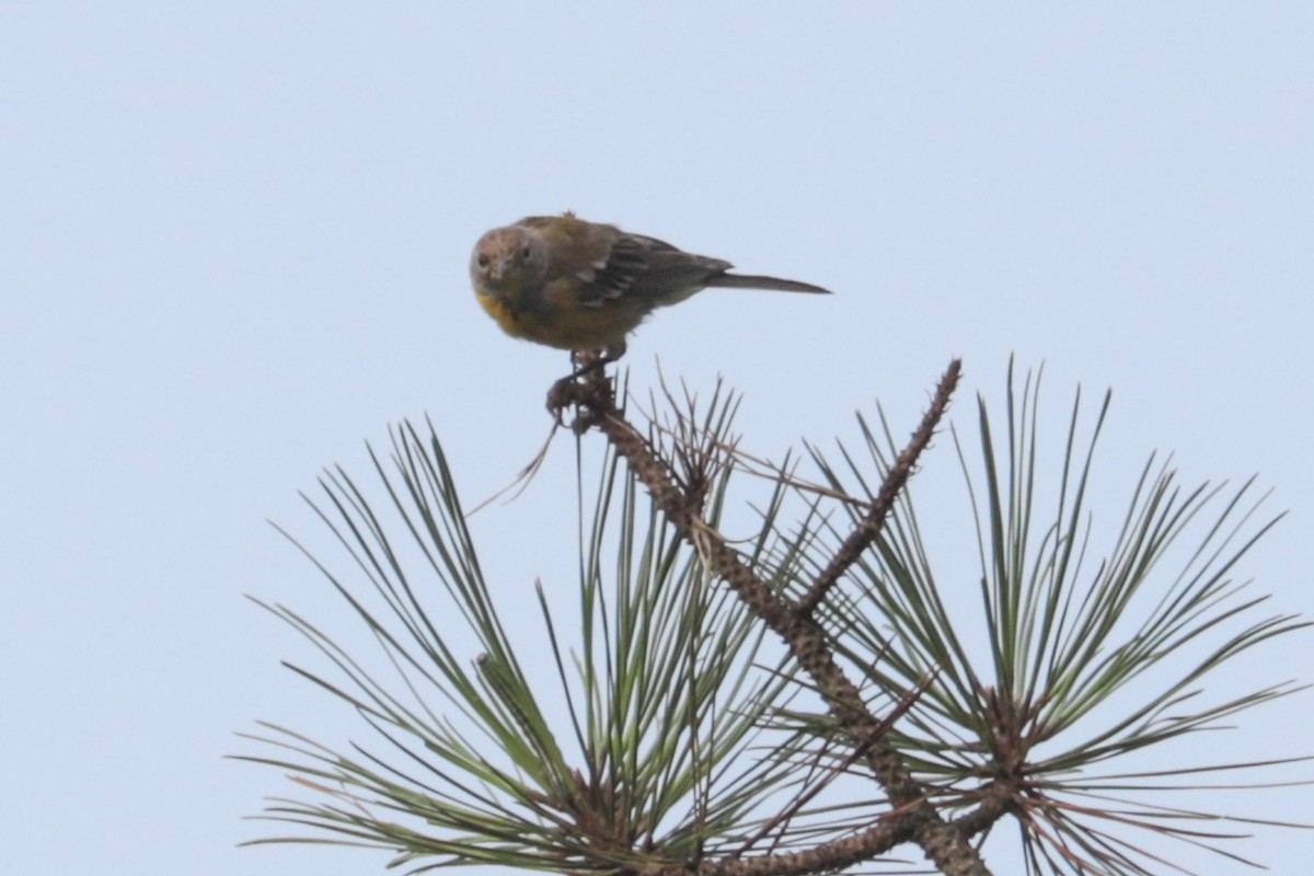 Pine Warbler - ML639991836