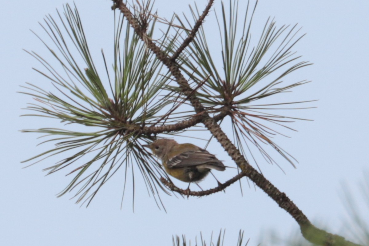 Pine Warbler - ML639991837