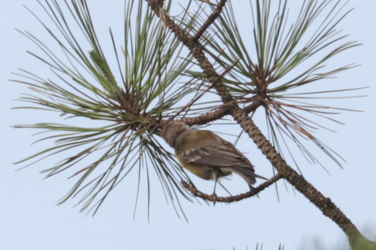 Pine Warbler - ML639991838