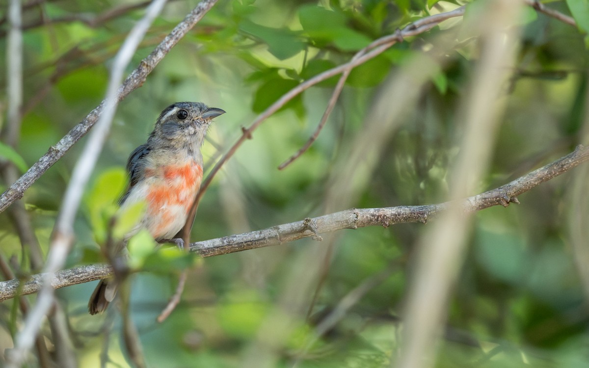 Gray-throated Chat - ML639991871