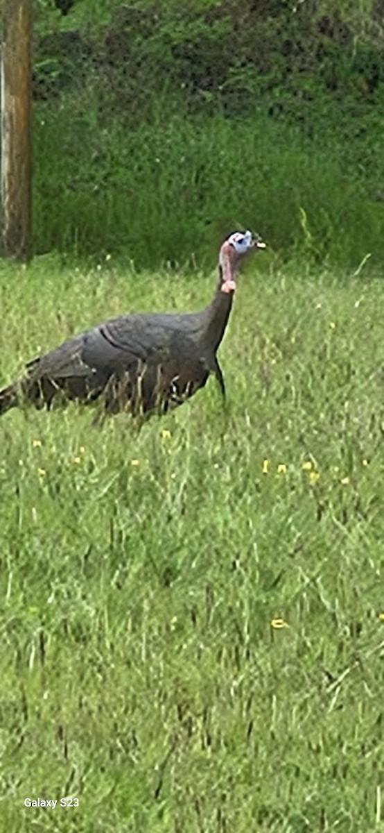 Wild Turkey - ML639991912