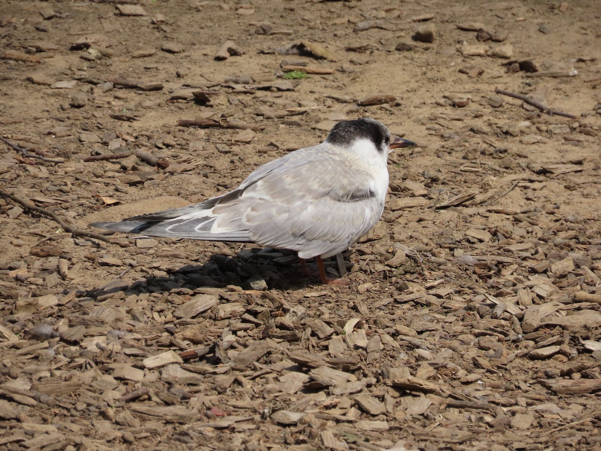 rybák obecný - ML639991920