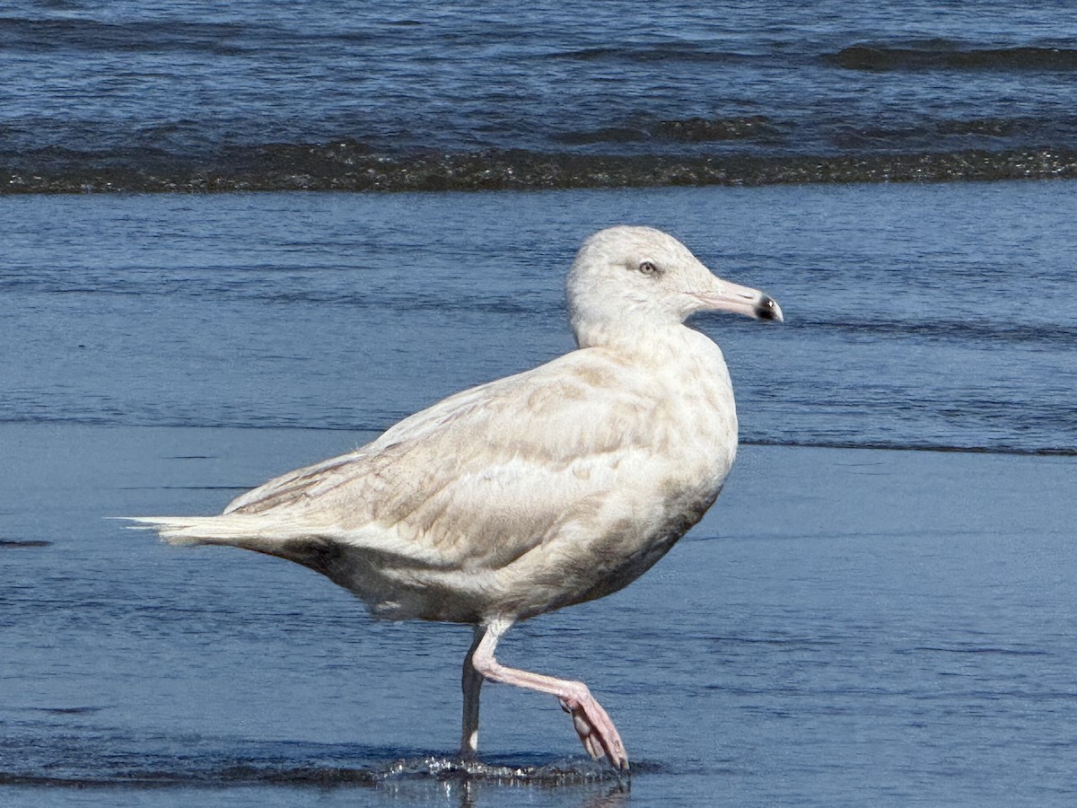 American Herring x Glaucous Gull (hybrid) - ML639991960