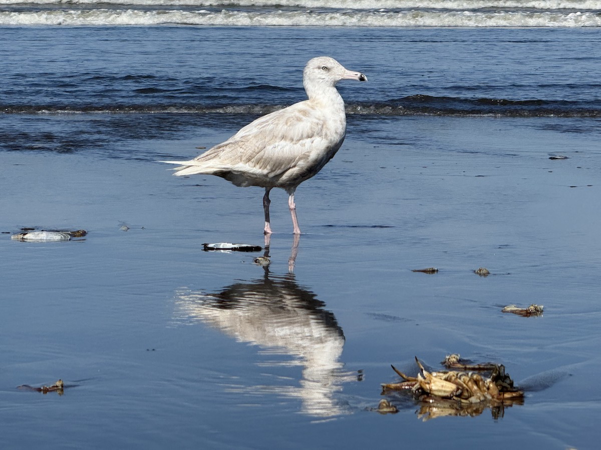 American Herring x Glaucous Gull (hybrid) - ML639991961