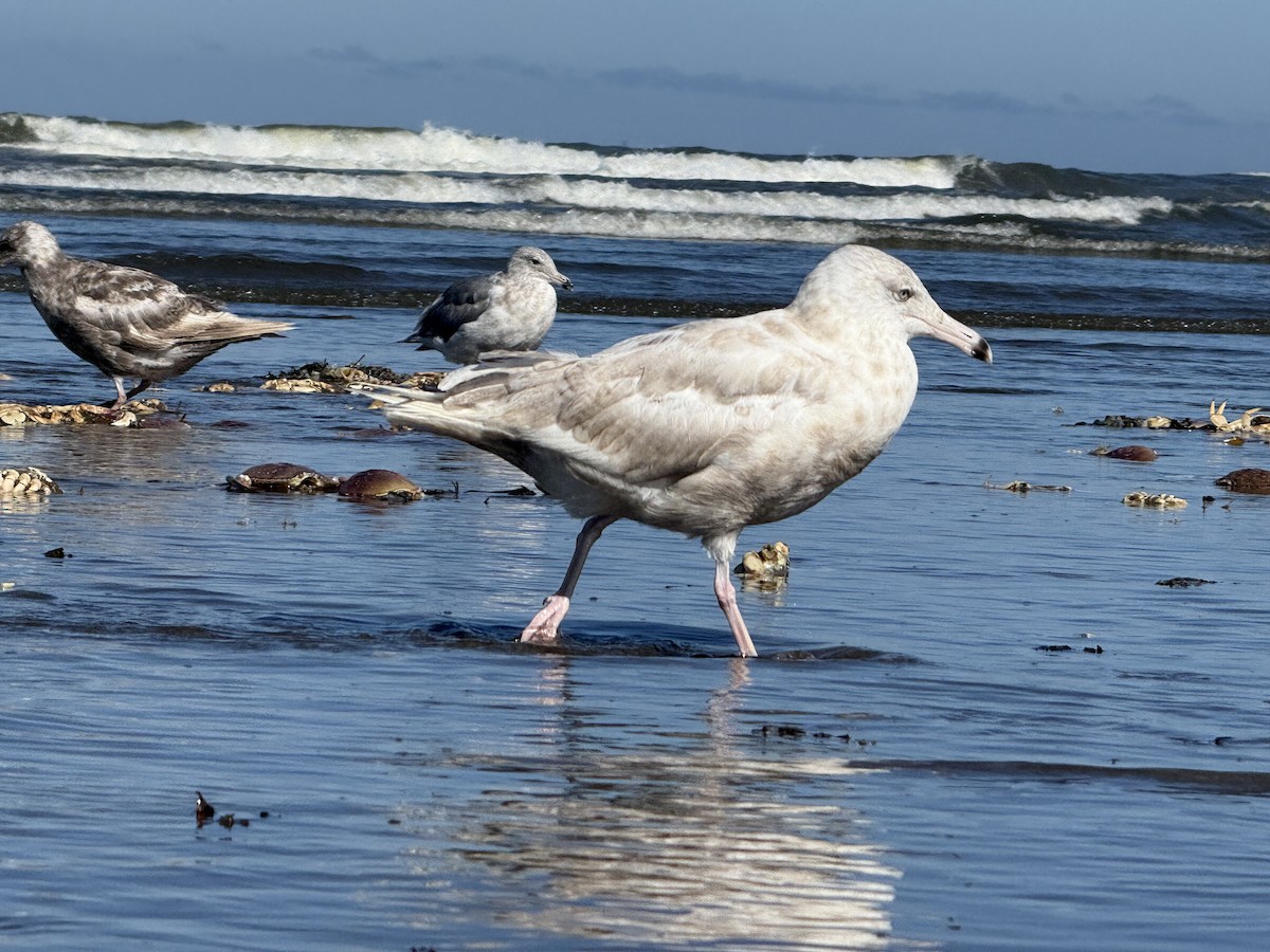 American Herring x Glaucous Gull (hybrid) - ML639991962