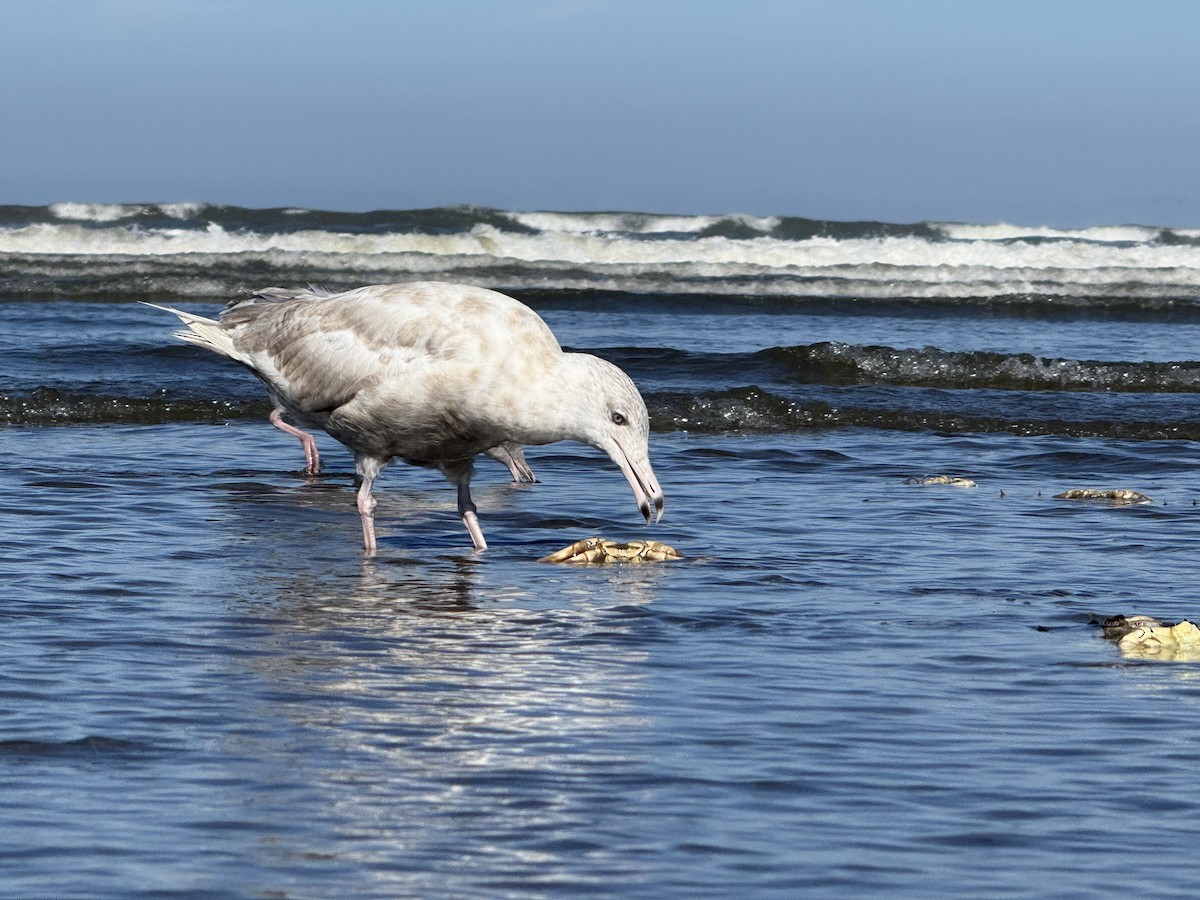 American Herring x Glaucous Gull (hybrid) - ML639991963