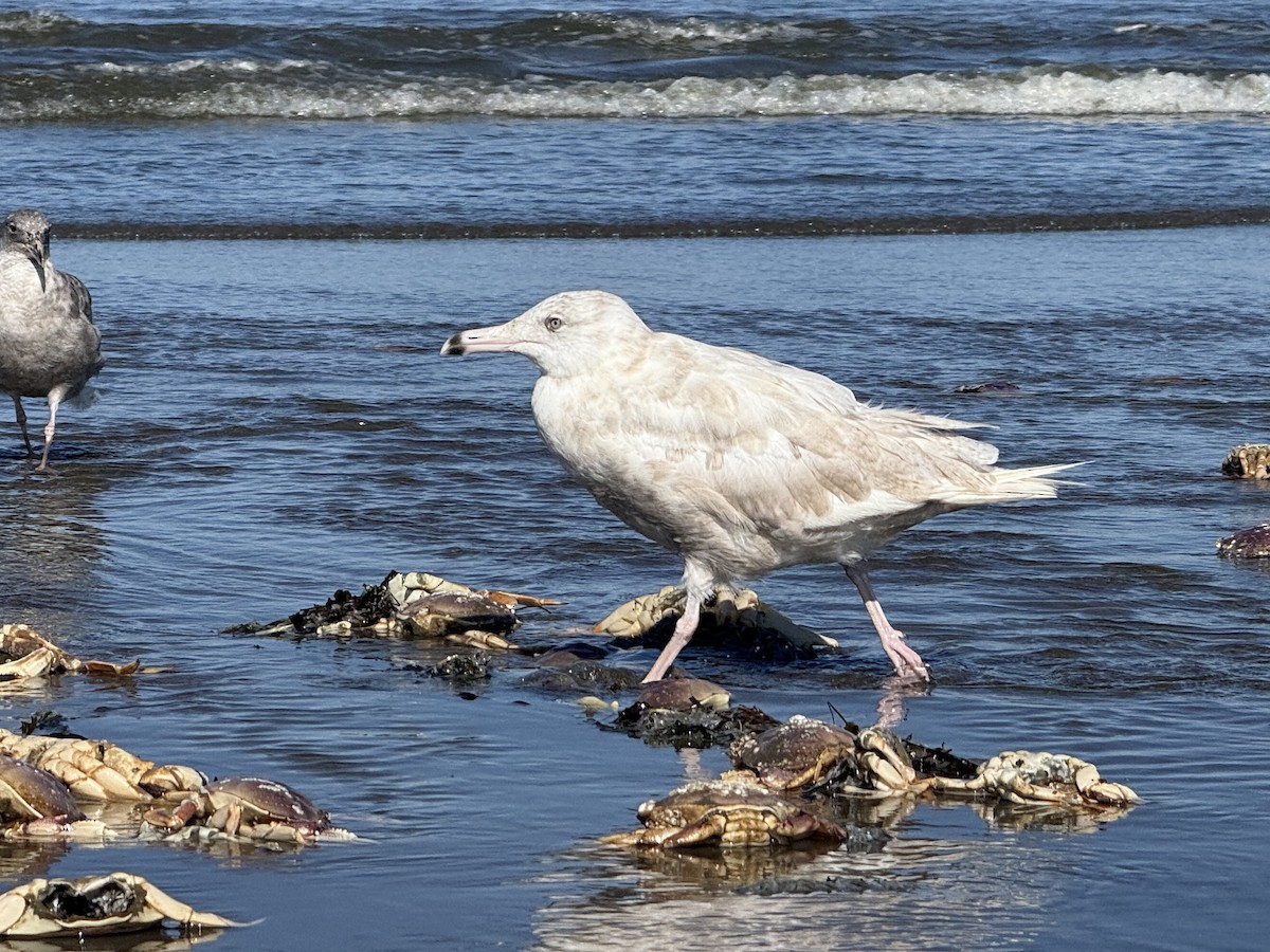 American Herring x Glaucous Gull (hybrid) - ML639991964