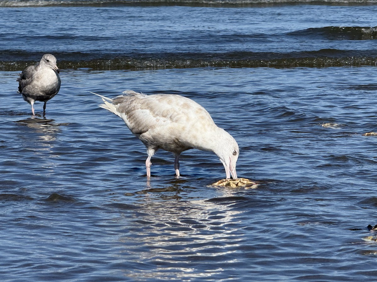 American Herring x Glaucous Gull (hybrid) - ML639991966