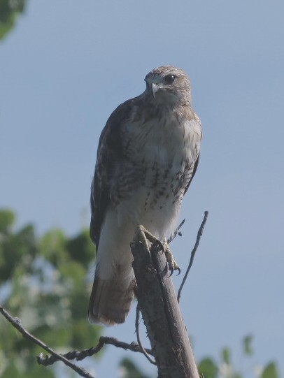 Red-tailed Hawk - ML639991980