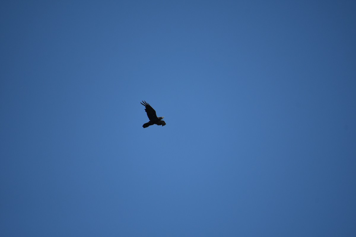 Common Raven - ML639992005