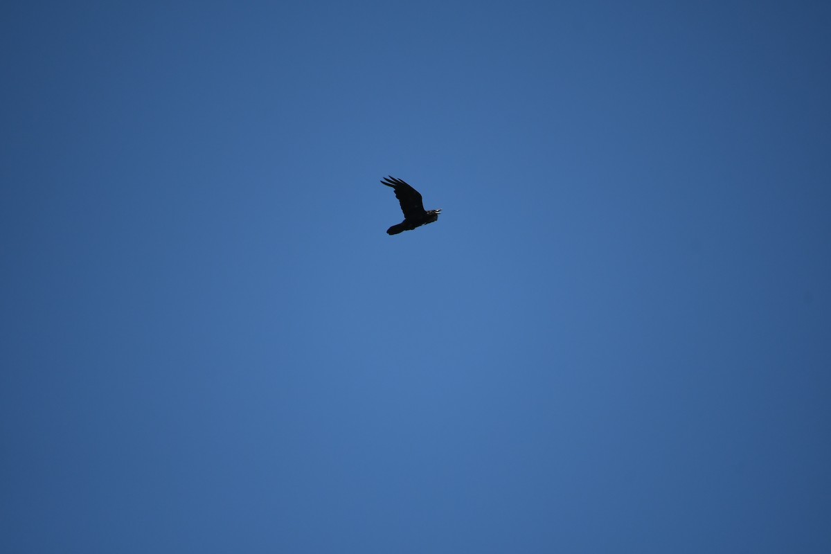 Common Raven - ML639992007