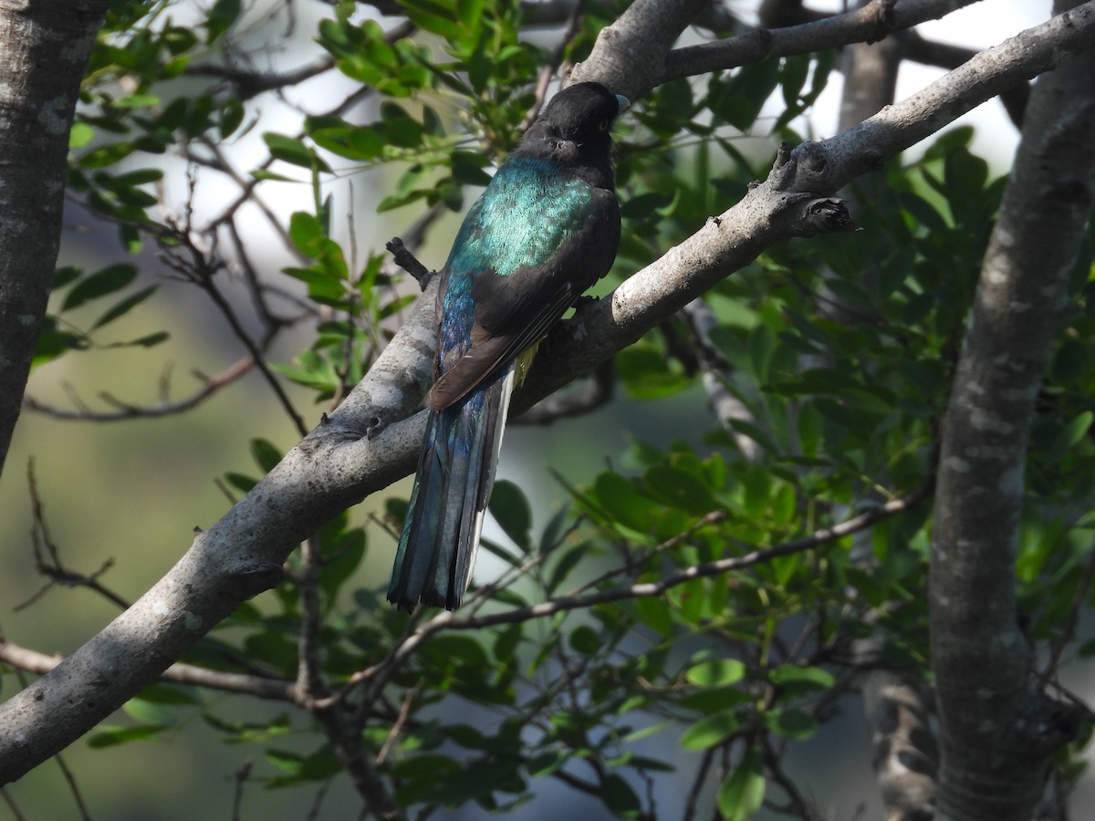 Citreoline Trogon - ML639992055