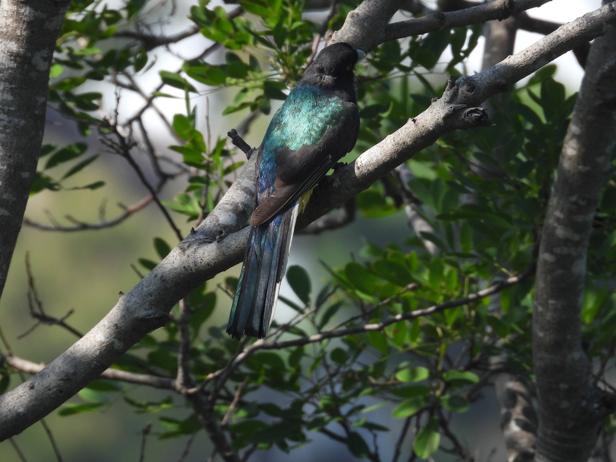 Citreoline Trogon - ML639992058