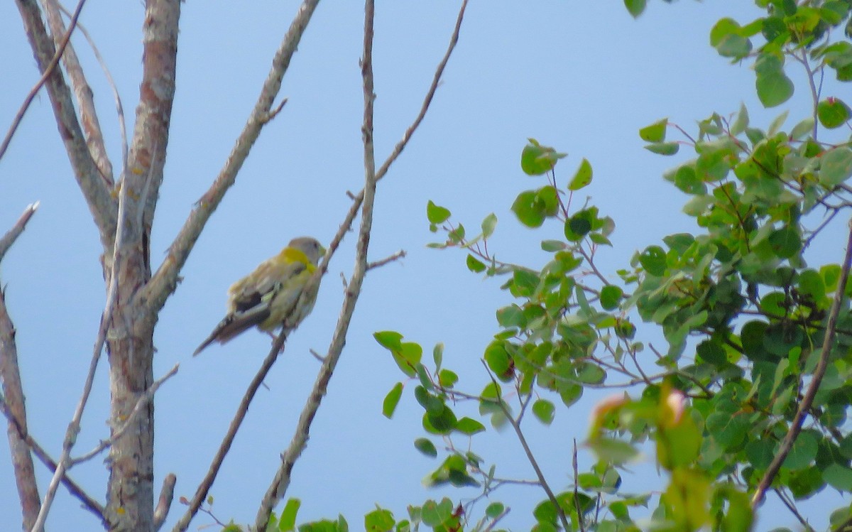 Evening Grosbeak - ML639992091