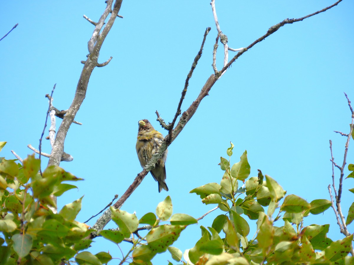 Evening Grosbeak - ML639992093